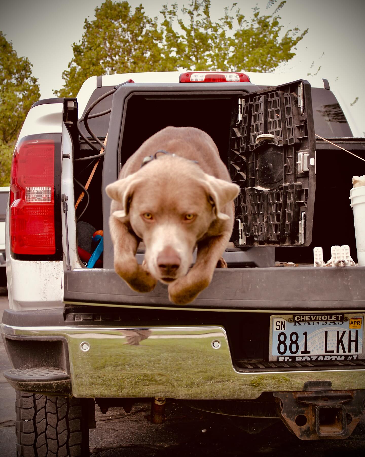 4dog