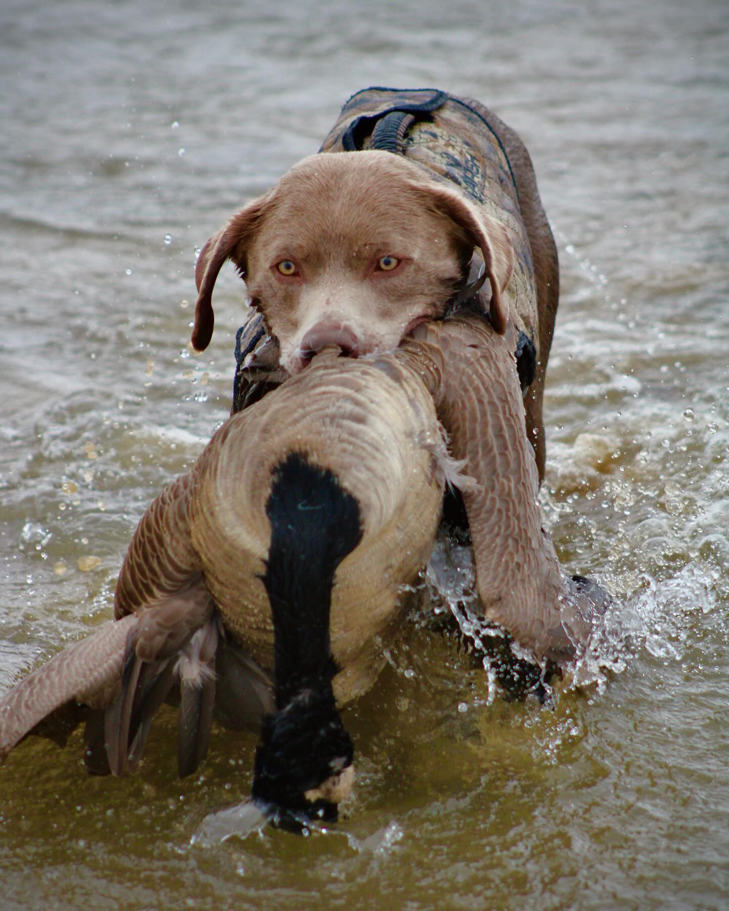 6dog