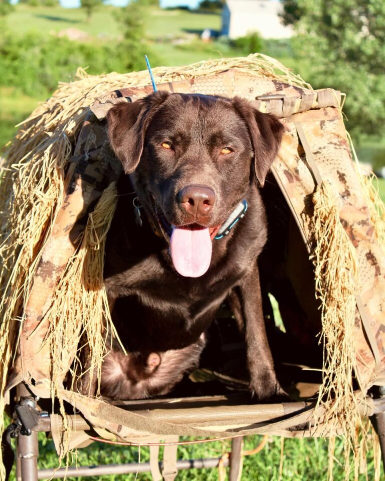 duke