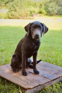 The Great Plains Kennel obedience training and boarding
