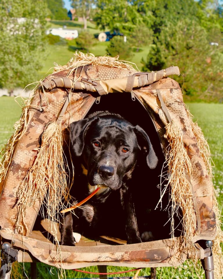 rosco