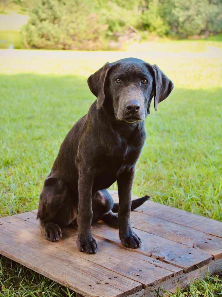 sadie dog