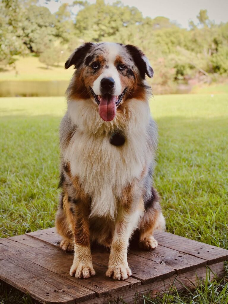 doga